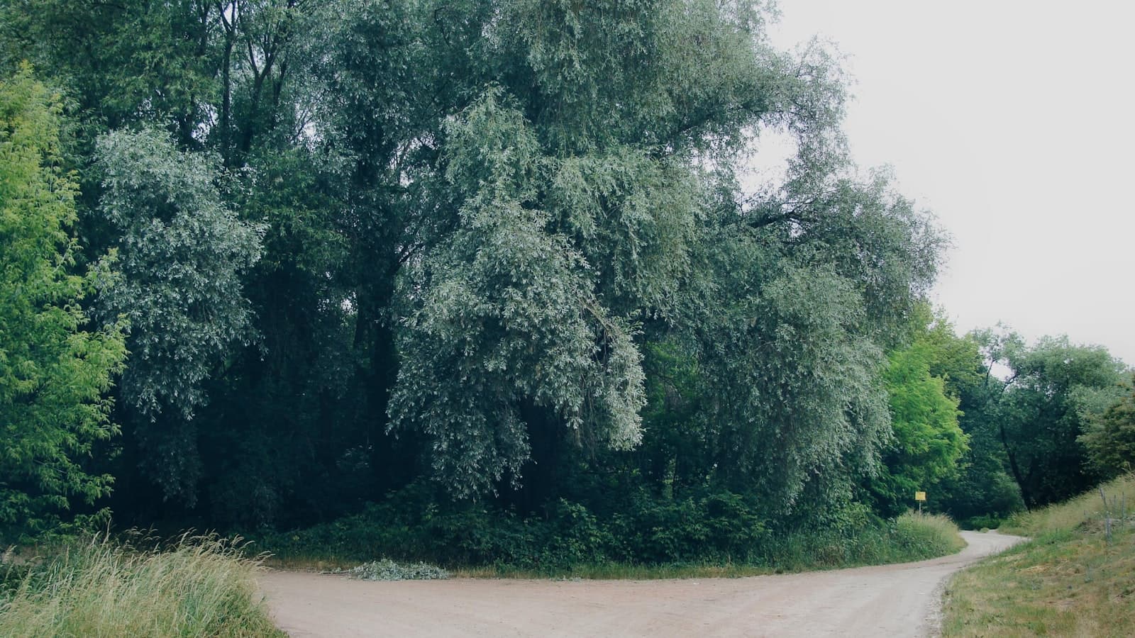 A dirt path forking into two directions through trees